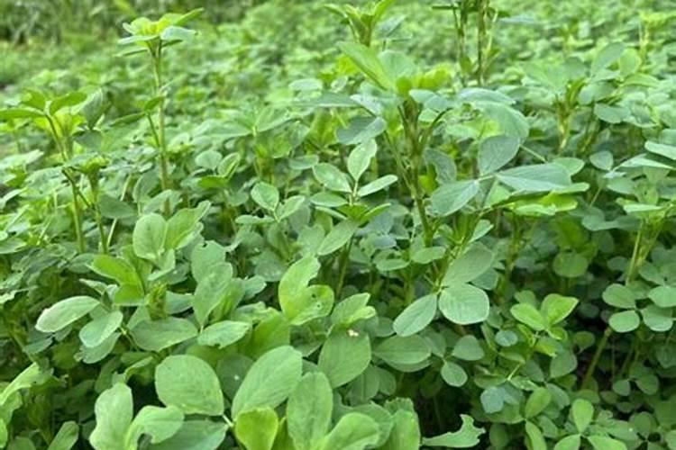 紫花苜蓿追肥施用什么化肥