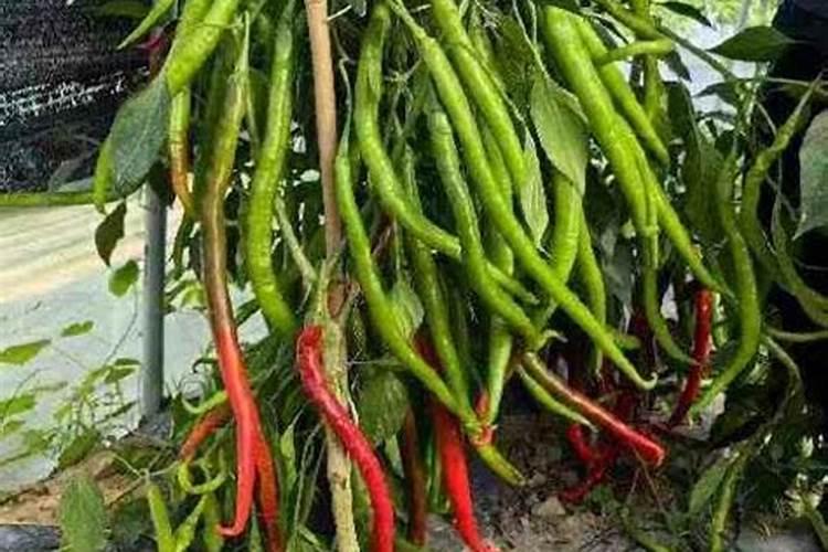 高钾水溶肥怎么使用？