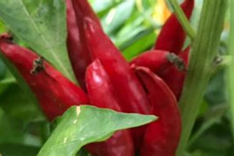 水容肥给果树多久施肥一次