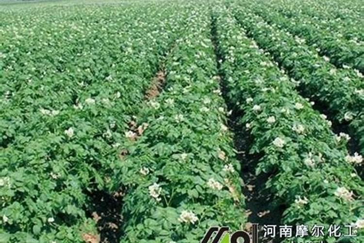 番茄用什么肥料最好