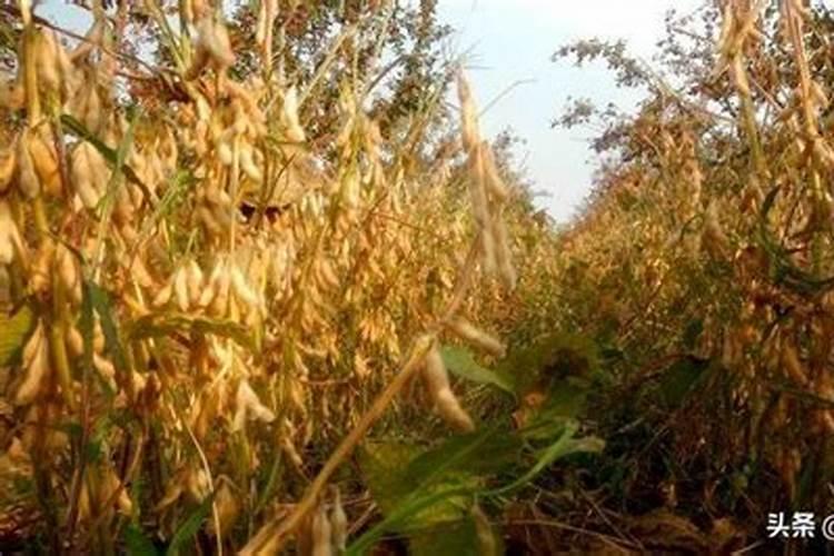 种植黄豆为什么底肥不能施得太多了,难道黄豆喜欢贫瘠之地？