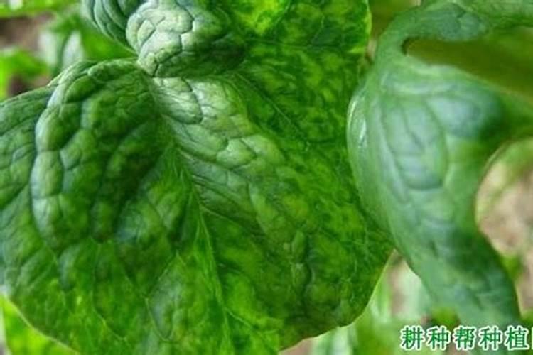 小度小度我的菠菜现在长势太慢用什么肥料可以提高它的生长能力？