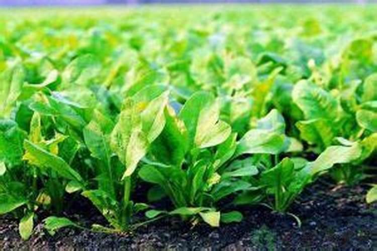 什么农作物用叶面肥最好呢