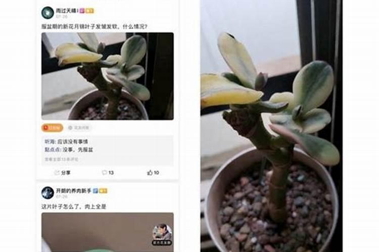 玉树徒长了怎么办