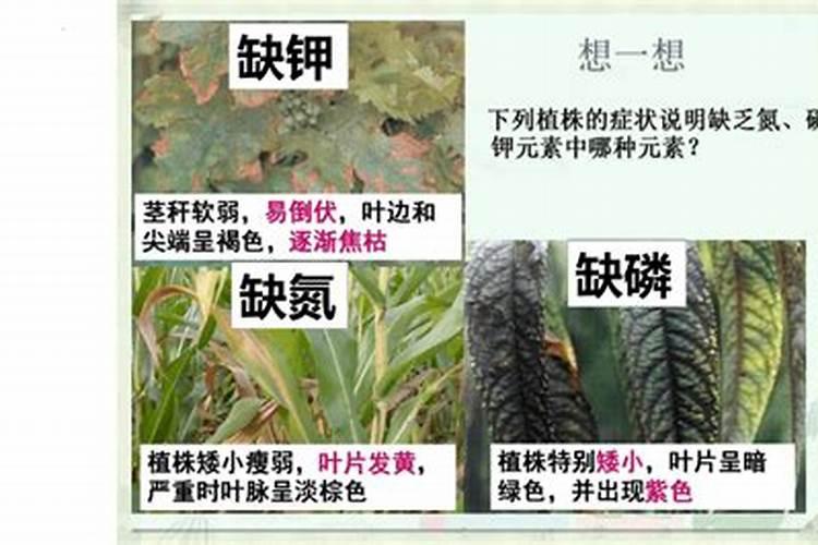 不能施用化肥农药的产品是