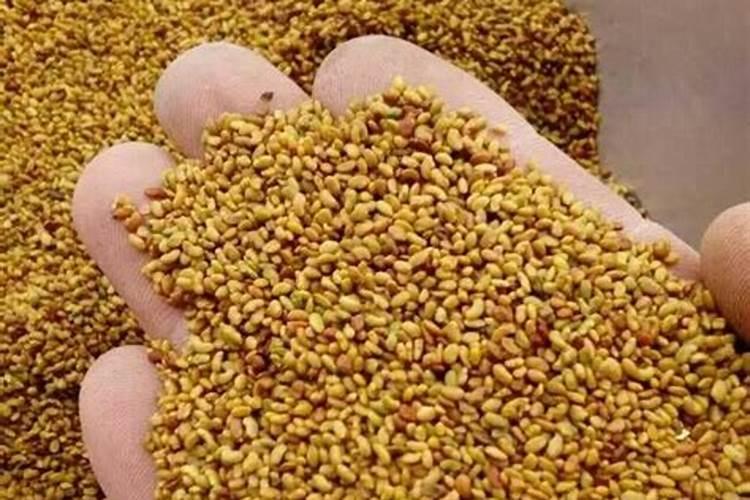 种植1000亩紫花苜蓿成本多少钱