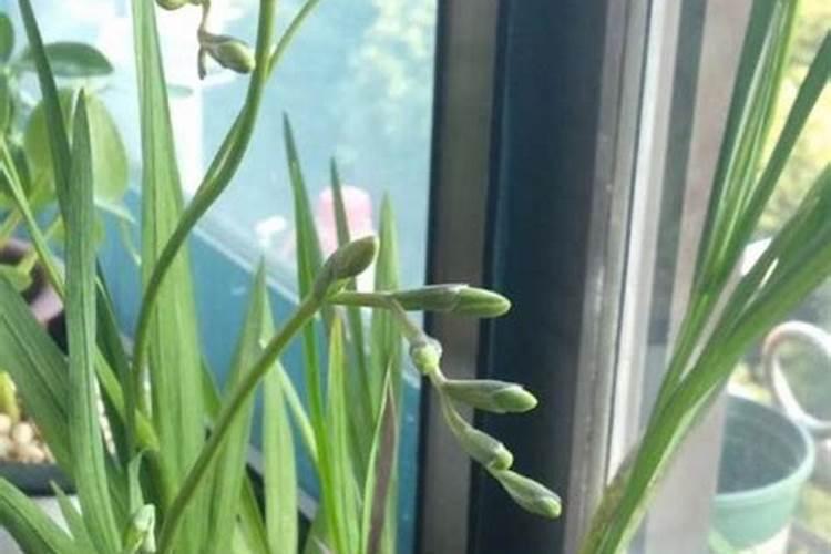 兰花什么时候施肥最好,兰花施肥用什么肥最好(氮磷钾肥)
