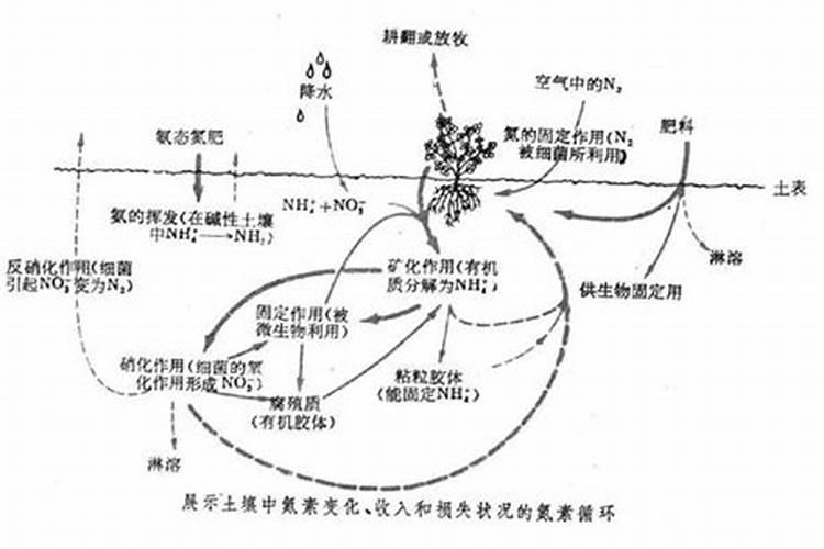 硝态氮是氮肥吗 适用于哪些农作物