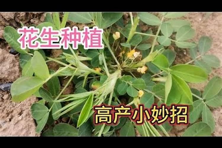 种植花生磷肥的正确方法