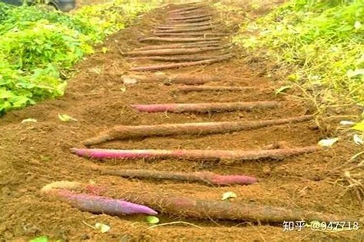 山药什么时候追肥合适