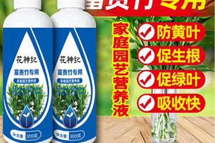 观音竹的养殖方法和注意事项