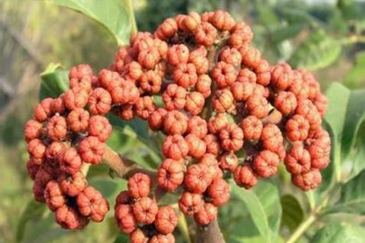 芹菜死棵用什么药