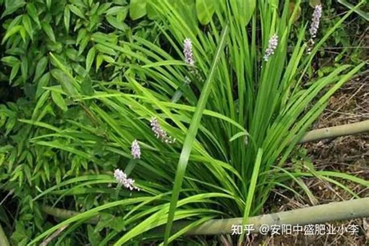 麦冬缺什么肥