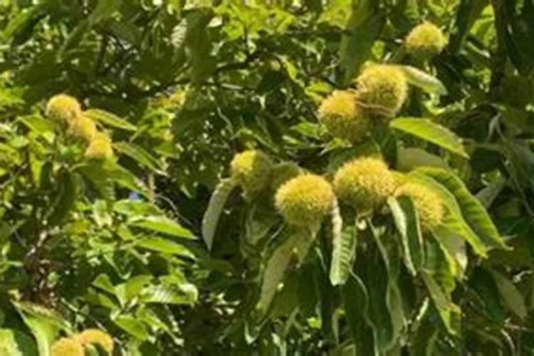 板栗树采摘以后用不用打药,什么时候施肥最佳？