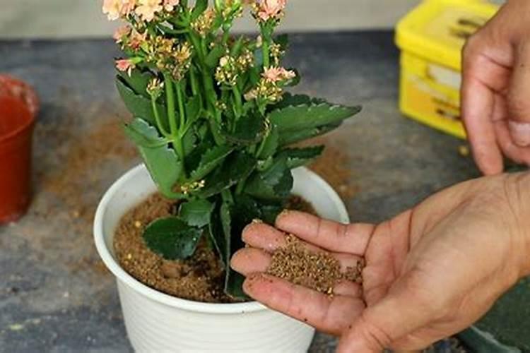 长寿花小苗怎样养