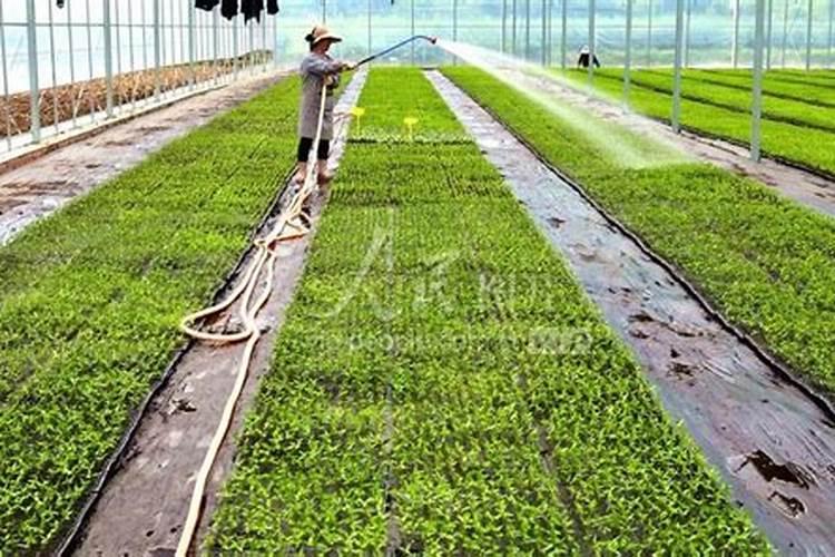 促进植物生根的方法是什么？
