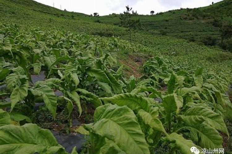 烟草种植需要什么肥料