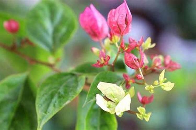 三角梅有花苞能喷磷钾肥吗 三角梅有花苞能喷磷钾肥