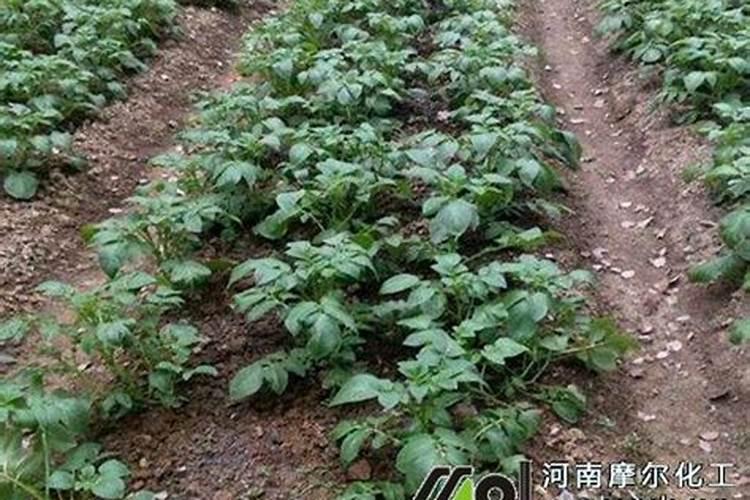 4月份养月季的施肥办法