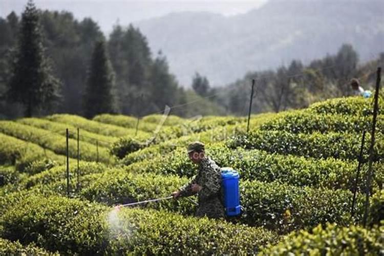 茶树在什么时间施肥比较好 茶树什么时候施肥
