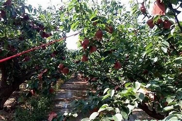 梨树什么时间施壮果肥 最佳时间是几月份