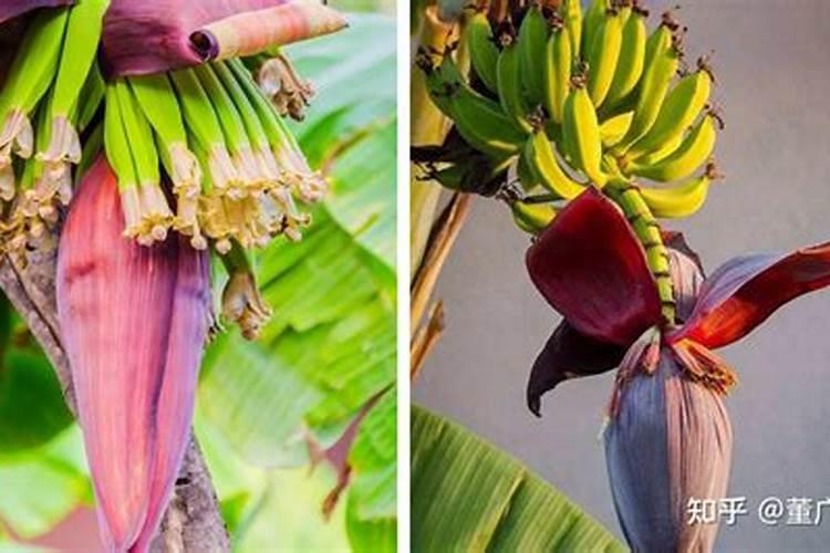 香蕉用什么肥料好