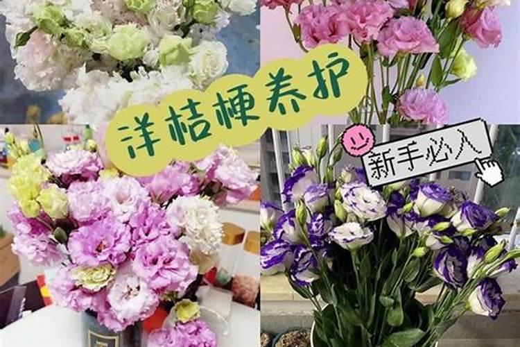 洋桔梗施什么肥最好