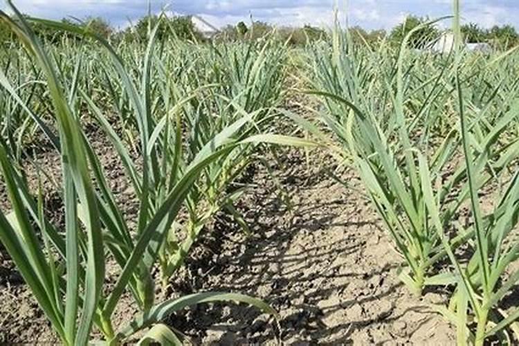 玉米夏季高产需要掌握哪些技术