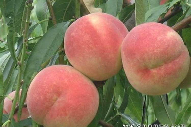 坚果含钾一览表