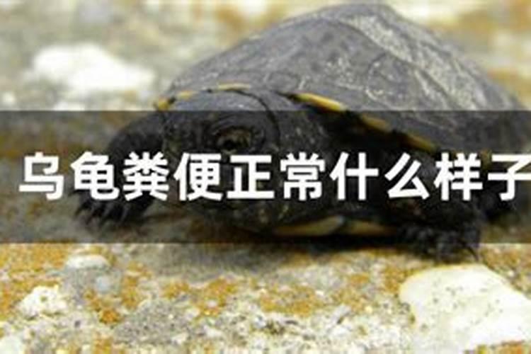夏季花草多久施肥