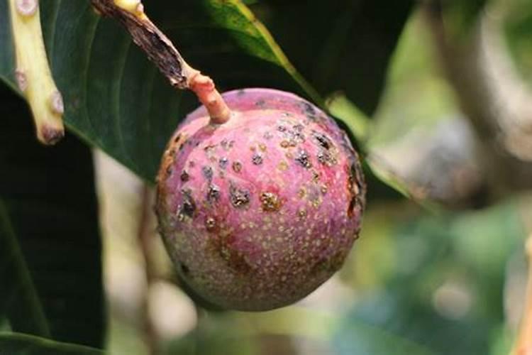 夏天桃树叶子都掉光了还能活吗？