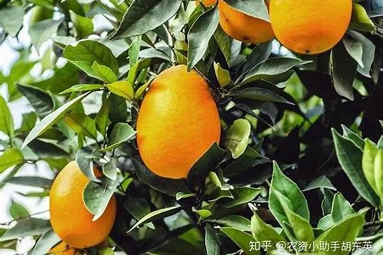 很多农户会给心里美萝卜喷多效唑,这有什么作用呢？