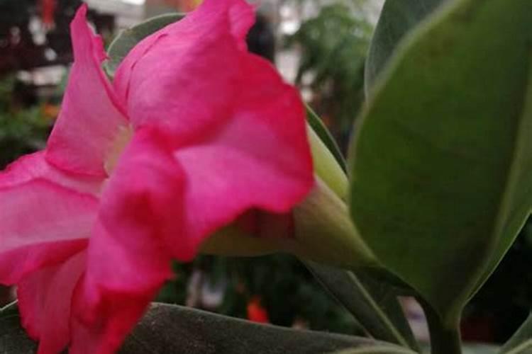 飘香藤花期怎么浇水施肥