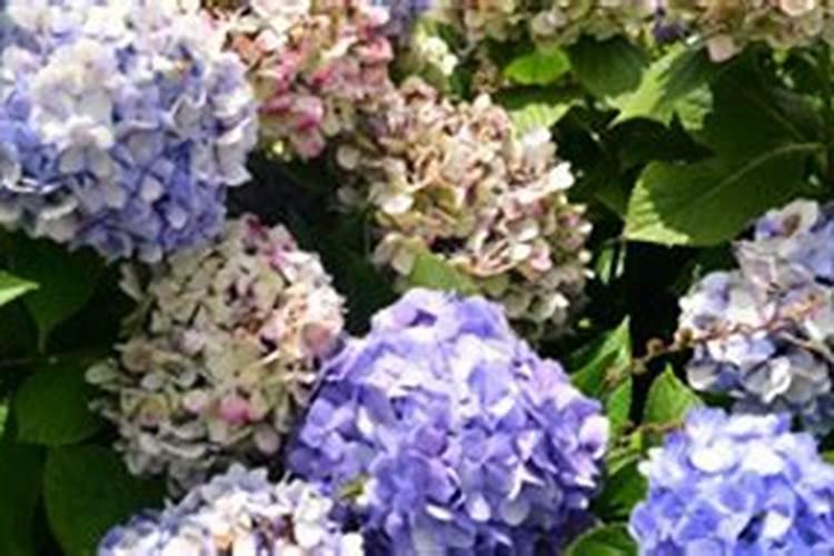 种葱喷什么农药会大条