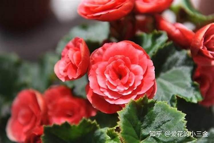 丽格海棠怎样施肥