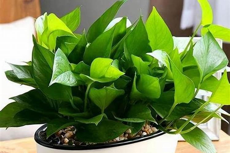 帝劲彭果水溶肥多少钱一吨？