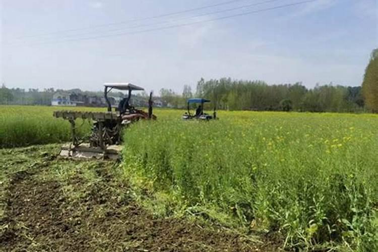 丝瓜需要施什么肥料