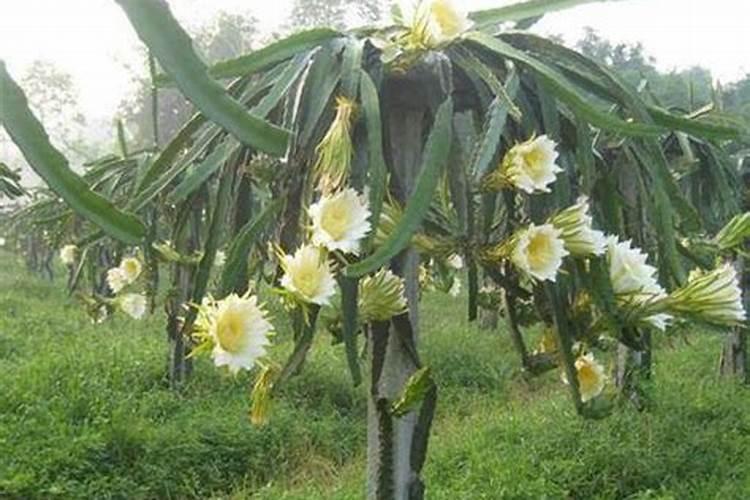 我买到火龙果种子了要怎么种？？