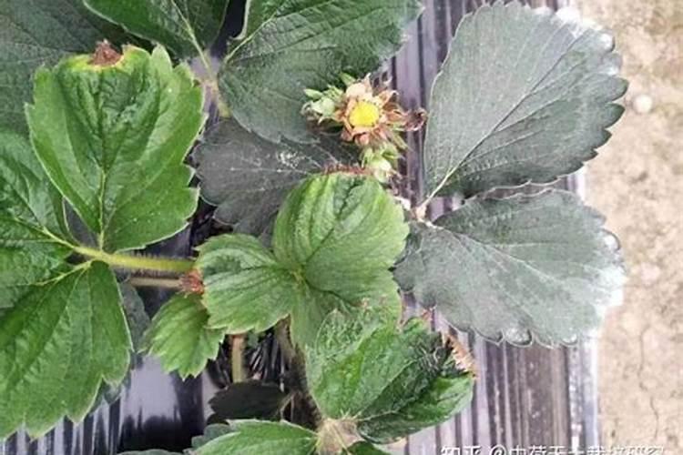 ...怎么给草莓苗补钙 草莓缺钙怎么办用什么补钙最好