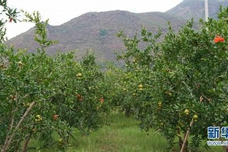 软籽石榴怎么种植