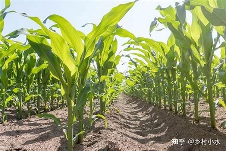 辣椒树的种植方法技术