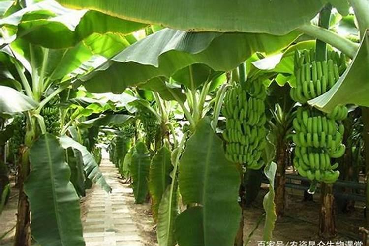 苋菜种子叫什么？如何正确收取苋菜种子呢？简单一招教你收苋菜种子!