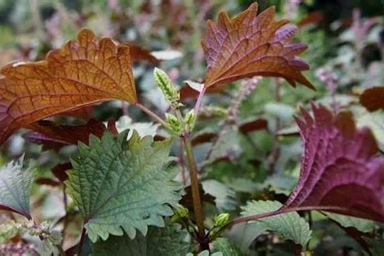 紫苏种植用什么肥料好