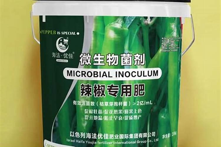 西红柿种植技术