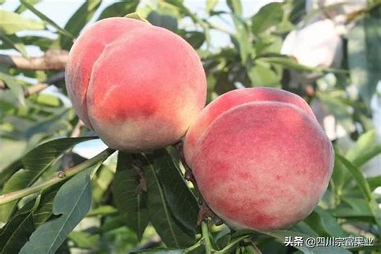 桃树什么时候用水溶肥最好