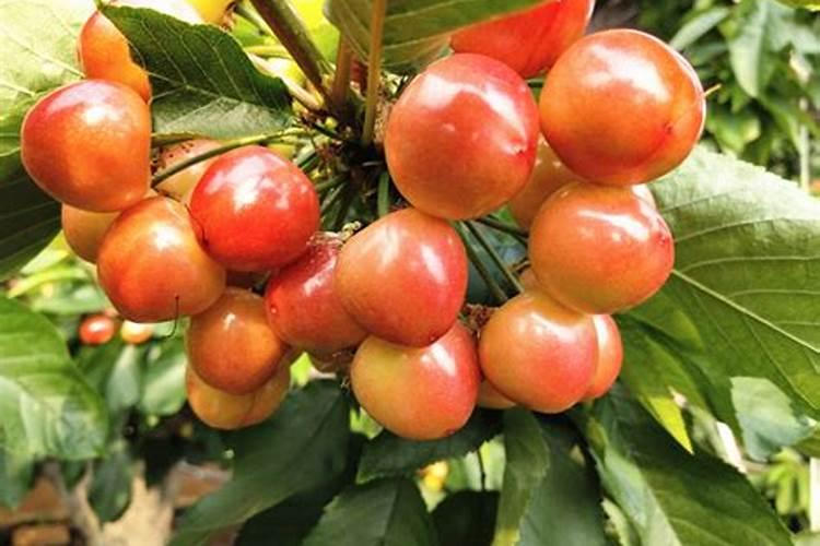 樱桃开花可施什么肥料