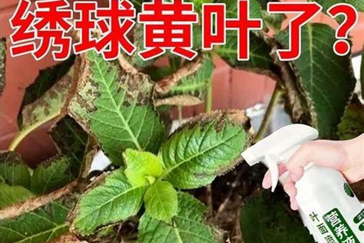 花生用调环酸钙和亚磷酸钾能控旺吗
