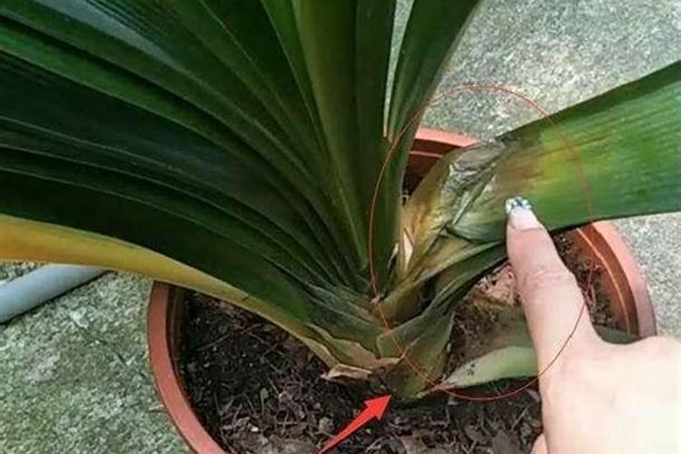 桃树施肥时间和方法