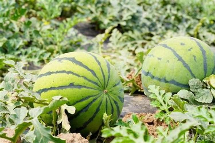 种植西瓜,主要步骤是什么？