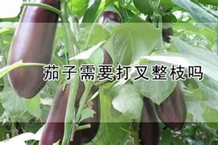 茄子用什么肥料高产